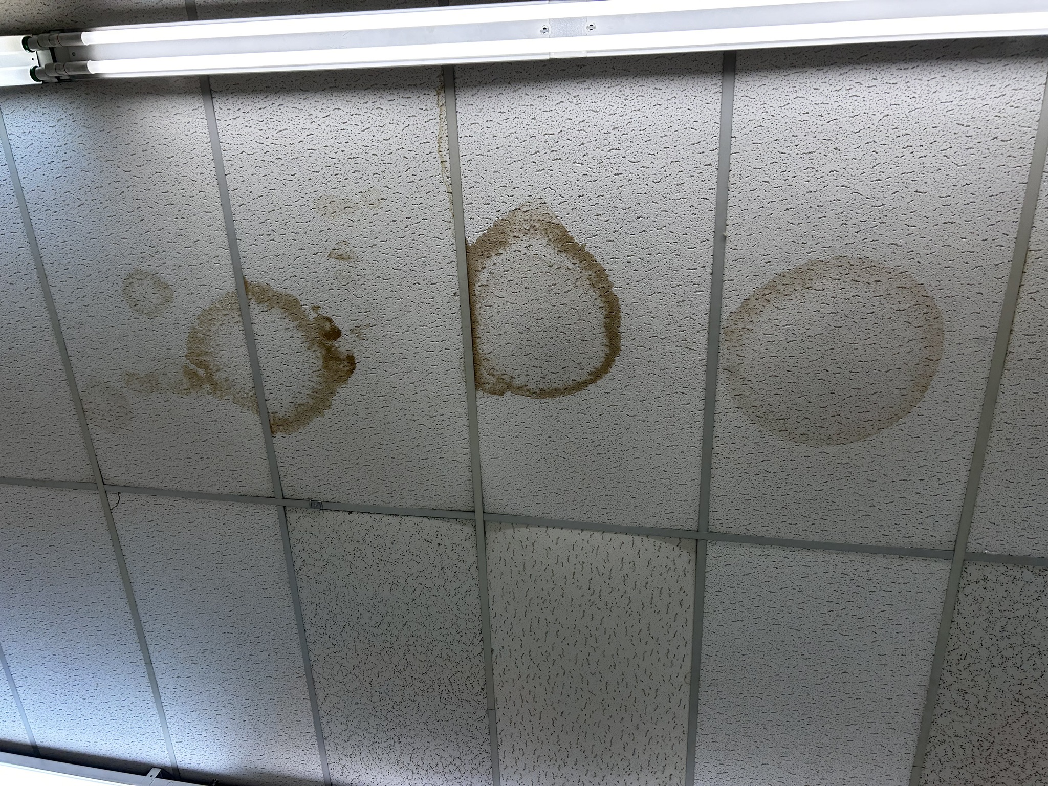 Ceiling tiles with large, circular brown water stains beneath a fluorescent light fixture.